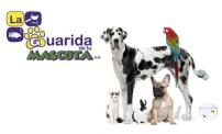 Pay $4 for a full bath for dogs at La Guarida de tu Mascota.
