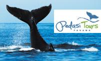 56% OFF: Whale watching tour with Pedasí Tours.